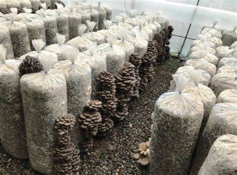 Производство грибов: условия и оборудование. Перспективы выращивания грибов