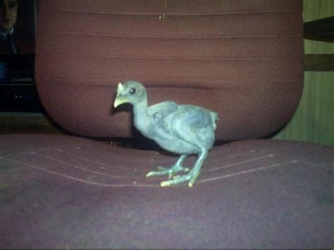 Naked Chicken Scaless Geen RIP He Is No Longer With Us So Sad BackYard Chickens Learn How