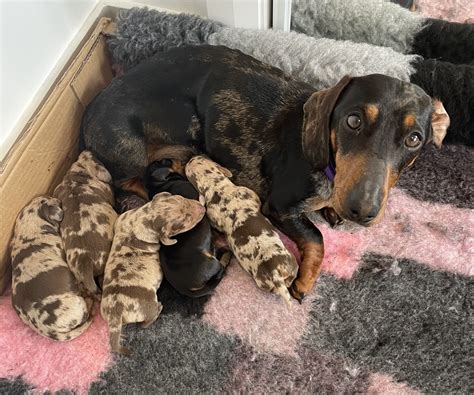 Mini Dachshund Puppies For Sale London at Raymond Terrell blog