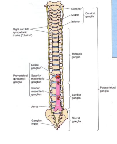 Clinical Anatomy Exam Intro And Nervous System Flashcards Quizlet