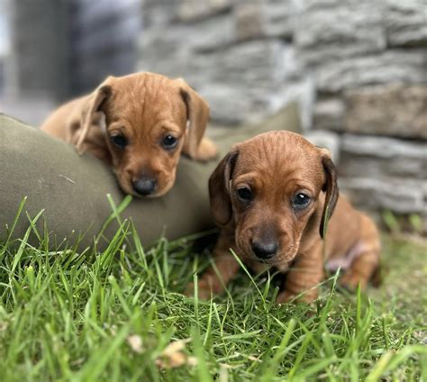 Miniature Dachshund Puppies for Sale