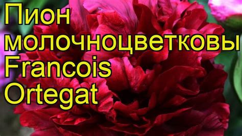 Пион молочноцветковый Франсуа Ортега. Краткий обзор, описание ...