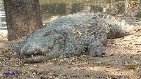 Biggest Crocodile Alive In The World Youtube