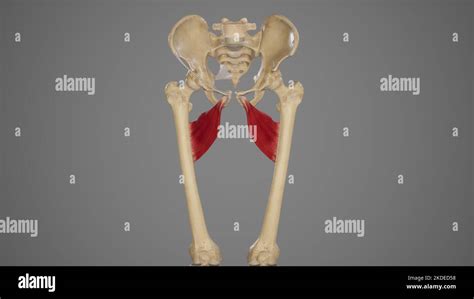 medical accurate illustration  adductor brevis stock photo alamy