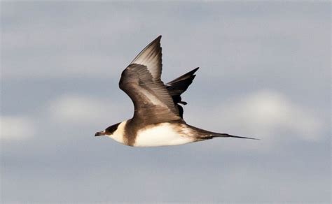 Arctic Skua Vs Great Skua: Key Differences Explained - Binocular Base