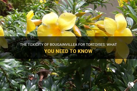 The Toxicity Of Bougainvillea For Tortoises What You Need To Know