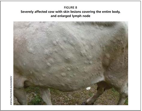 lumpy skin disease clinical signs  postmortem findings  beef site