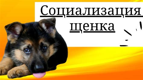 Социализация щенка. Пример для владельцев собак. - YouTube