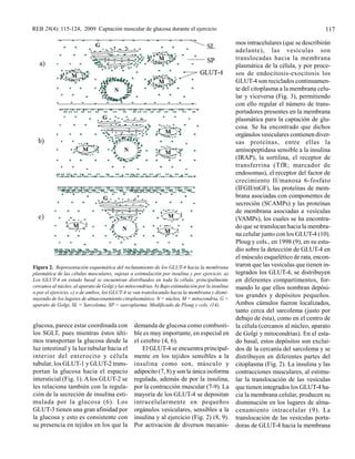 Glucosa en músculo esquelético reb PDF