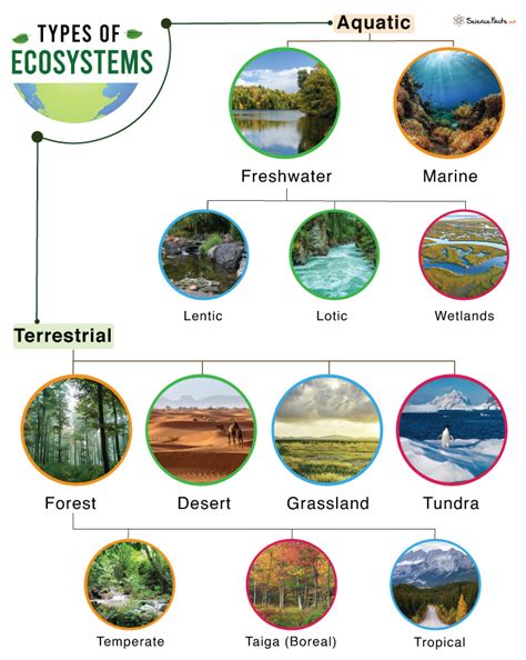 Types Of Ecosystems Bioninja Ecosystems Ecology Type - vrogue.co