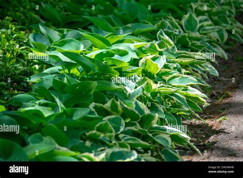 Landscape of Hosta plantaginea fragrant plantain lily at Garten der ...