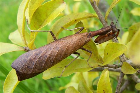 MANTODEA | Pybio Paraguay Biodiversidad