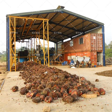 Where Do Palm Oil Trees Grow? A Guide to Palm Oil Plantations.