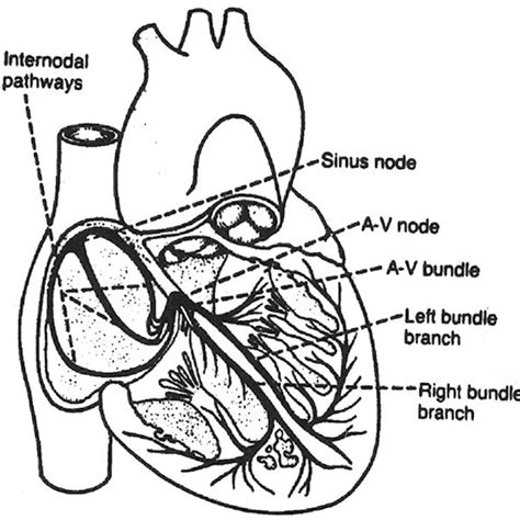 cross section ofthe heart showing  sinoatrial node