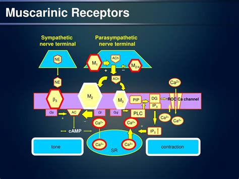 PPT - Muscarinic Receptors: Rationale for OAB Treatment PowerPoint ...