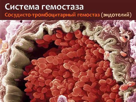 КЛИНИЧЕСКАЯ ФИЗИОЛОГИЯ ГЕМОСТАЗА Система гемостаза биологическая