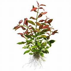 Hygrophila Plant Care