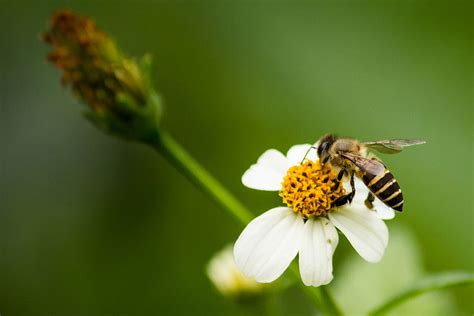 Mapping Study Pins Wild Bee Decline On Intensive Farming Practices