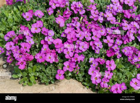 Aubretia Stock Photos & Aubretia Stock Images - Alamy