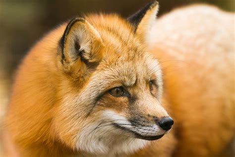 รูปภาพRenard – เลือกดูภาพถ่ายสต็อก เวกเตอร์ และวิดีโอ4,764 | Adobe Stock