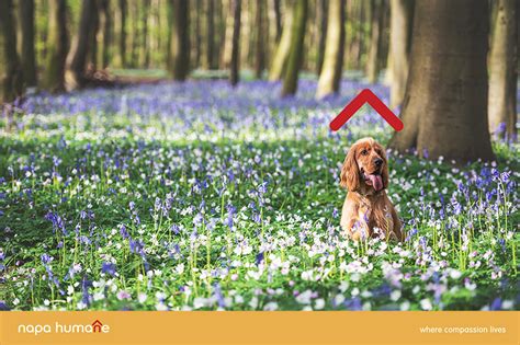 A Guide To Springtime Pet Safety 10 Must Know Tips Napa Humane