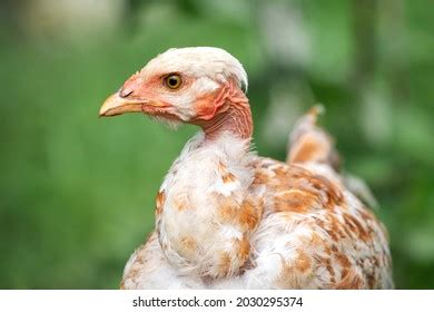 Naked Neck Hen Images Stock Photos Vectors Shutterstock