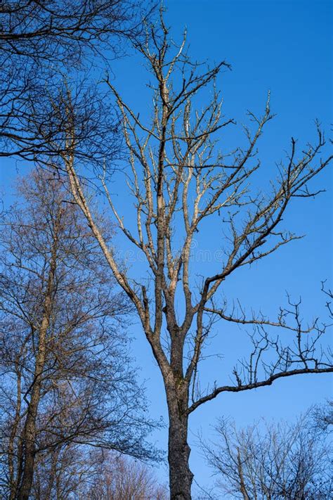 A Naked Winter Tree Without Leaves With A Clear Blue Sky Background Picture From Scania Sweden