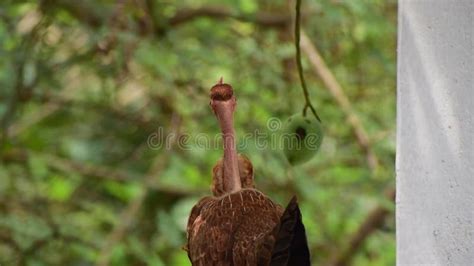 Hen With Naked Neck Standing On A Compound From A Farm The Breed Is Also Called As