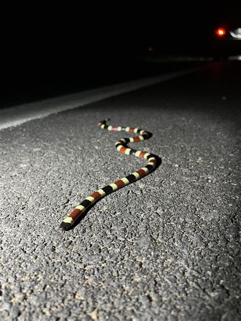 Coolest Herps From 2022 Rherpetology