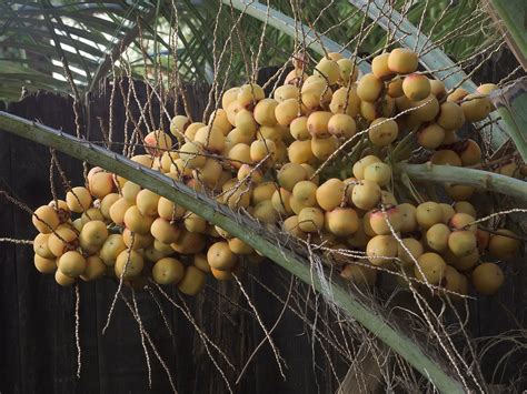 Pindo Palm Fruit Jelly A Delicious Treat With A Tropical Twist Recipe
