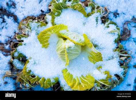 Snow Cabbage Hi Res Stock Photography And Images Alamy