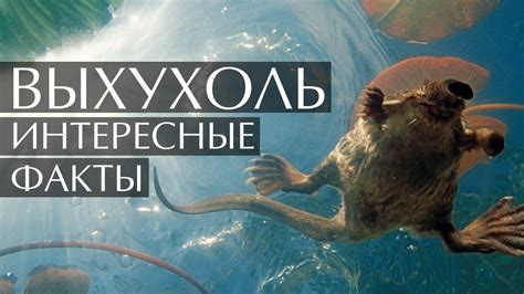 Выхухоль - интересные факты - YouTube
