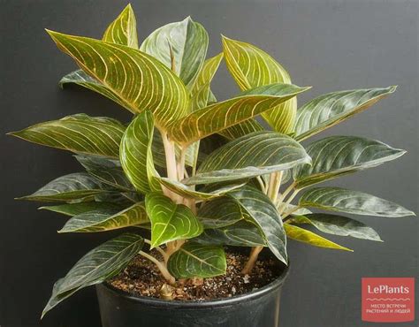 Аглаонема 'Кинг оф Сиам' (Aglaonema 'King of Siam') — описание ...