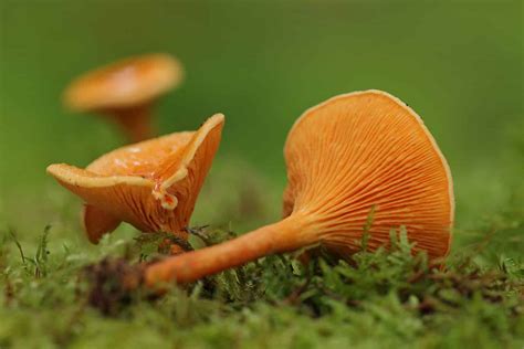 3 Mushrooms That Look Like Chanterelles A Z Animals