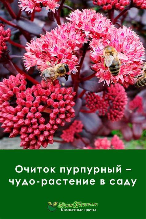 Очиток пурпурный – чудо-растение в саду | Композиции цветников ...