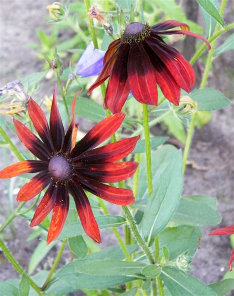 Рудбекия - описание и фото видов, выбор места в саду, уход и выращивание