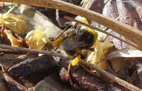 Urban Pollinators Identifying Common Bumblebee Queens