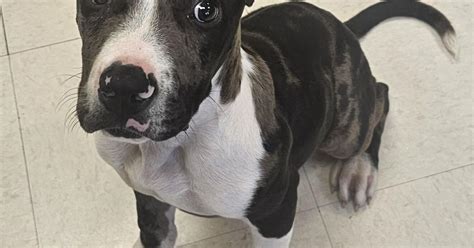 Culpeper Shelter Pets For Week Of April 14 2024