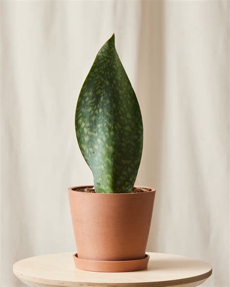 Zebra Plant 101: How to Care for Zebra Plants | Bloomscape