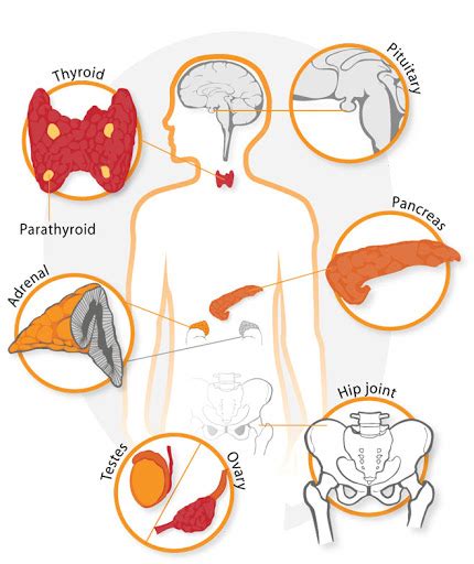 Holistic Endocrinology Philadelphia Holistic Clinic Dr Victor Tsan