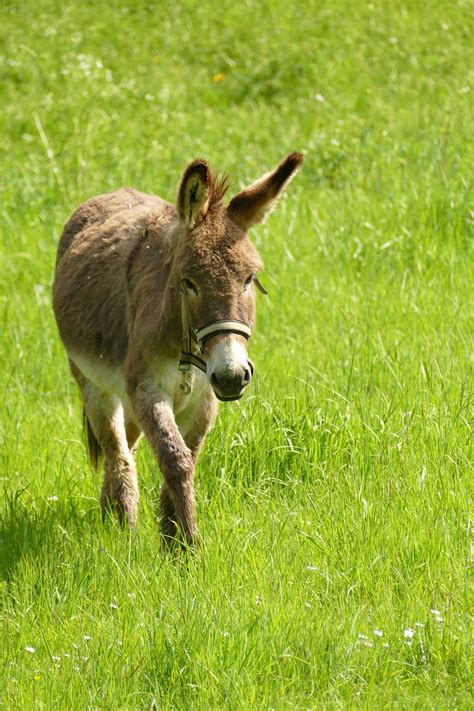 Осел Жопа Equus Africanus Asinus - Бесплатное фото на Pixabay - Pixabay