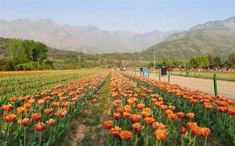 Tulip Garden Kashmir : Jammu Kashmir Tulip Garden 2022