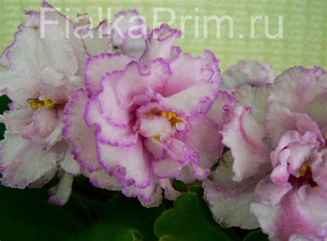 Фиалка ЕК-Любовь и Голуби