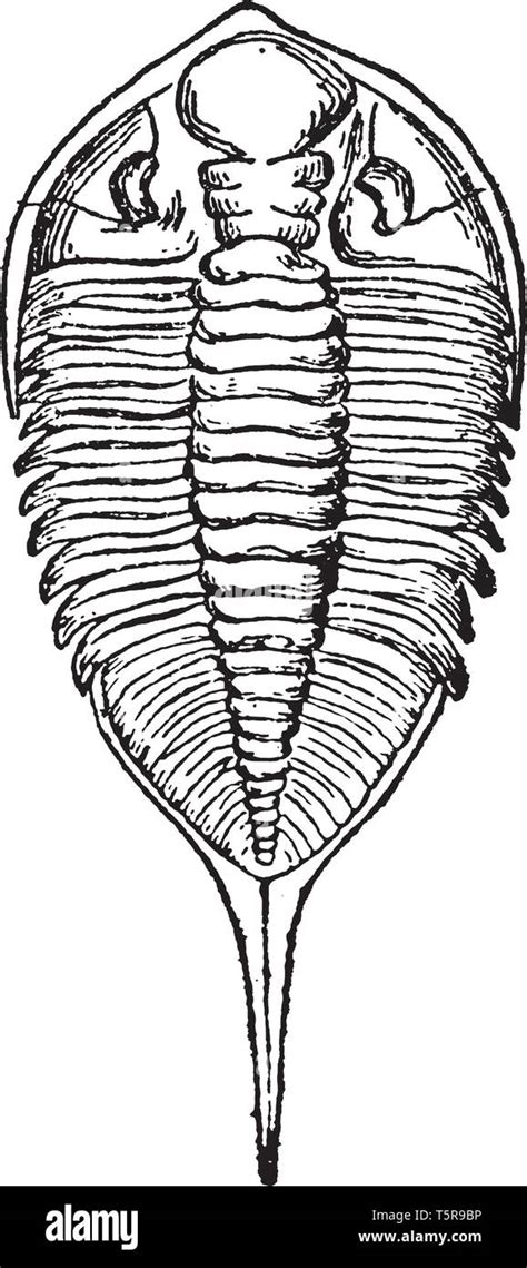 trilobite drawing stock vector images alamy