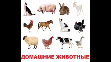 Карточки Домана №2 ДОМАШНИЕ ЖИВОТНЫЕ (русский язык) - YouTube