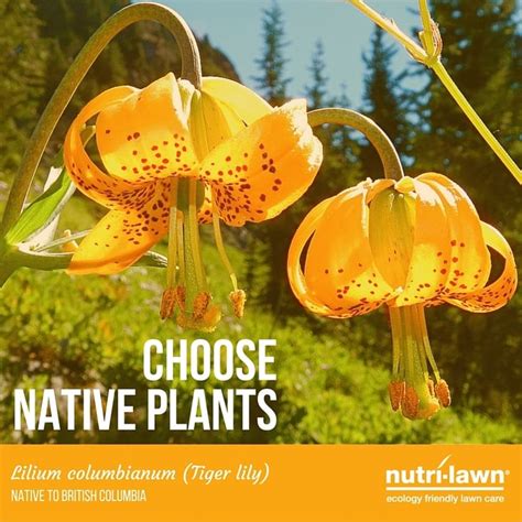 Embracing Vancouvers Native Plants