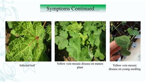 Okra Vein Clearing Yellow Mosaic Virus | PPT