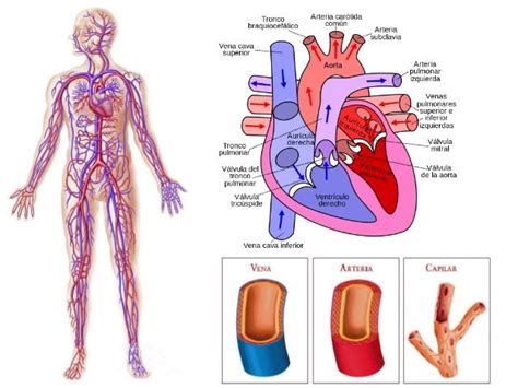 Aparato Cardiovascular