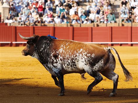 Calerito da la única vuelta al ruedo en la segunda novillada del abono