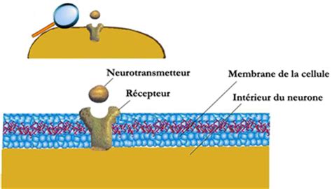 Les R Cepteurs Neuromedia